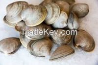 Wholesale shellfish with fresh ice products