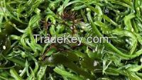 Fresh Seaweed