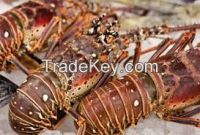 Caribbean Spiny Lobster