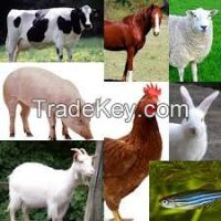 Livestock Full Blood Boer Goats, live Sheep, Cattle, Lambs