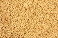 Supplier of Organic Amaranth Seeds