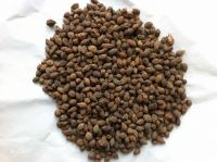 Alpinia Oxyphylla Extract (YiZhiRen) , Manufacturer Direct Supply