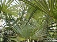 Saw Palmetto Extract, factory price, imported herb source