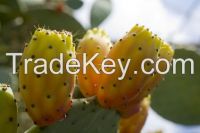 PRICKLY PEAR SEED OIL EXCELLENT