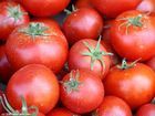 PREMIUM GRADE FRESH TOMATOES READY FOR MASS CONSUMPTION