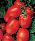 2014 ITALIAN farm fresh tomatoes for sale