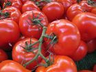 Competitive 2014 Farm Fresh Tomatoes for sale