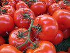 High-Nutritional Fresh Tomatoes