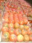 WE PROVIDE SUPREME FRESH TOMATOES FOR HUMAN CONSUMPTION AND OTHER USES
