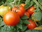 TOMATOES FOR SALE(FRESH FARM PRODUCTS)