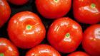 Big Round Fresh Tomatoes