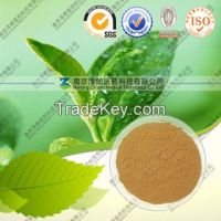 High quality Natural Green Tea Extract--Green Tea P.E.