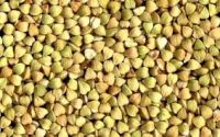 2014 new raw buck wheat