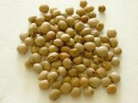 Pigeon Peas