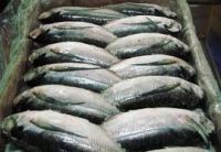 Frozen Horse Mackerel Fish