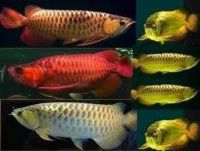 24k Golden, Rtg, Super Red And Asian Chilli Red Fishes For Sell