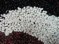 Quality Black Red And White Kidney Beans