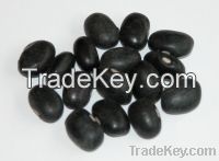 New Crop Black Kindy Beans