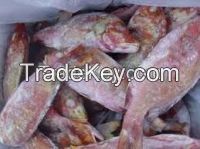 FROZEN RED TILAPIA FISH WHOLE ROUND