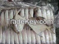 Fresh / Frozen Silver Pomfret Fish Whole Round