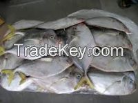 New Catching Frozen Whole Round Moonfish For Sales