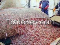 GRADE A Frozen Red Shrimp(size 30/50 50/70) Frozen Red Shrimp