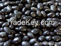 Black Kidney Beans For Sale