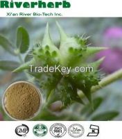 Natural Tribulus Terrestris extract with 40% Protodioscin