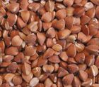 High quality Buckwheat