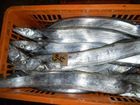 Frozen Ribbon Fish Good Quality