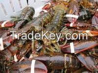 Fresh Live Lobster