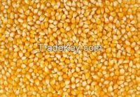 A GRADE YELLOW CORN FOR ANIMAL FEED