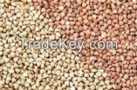 High Quality Roasted Buckwheat