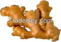 FRESH GINGER FOR SALE