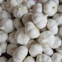 New Crop Fresh Natural Garlic White Garlic with Best Garlic Price