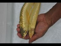 Arowana Fish, Plcos And Others Available