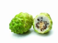 FRESH HONDURAS GROWN NONI FRUIT (MORINDA CITROFOLIA) FOR SALE!