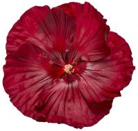 Hibiscus Final Cut