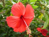 Hibiscus Flower