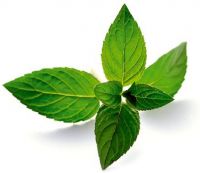 Peppermint Leaves