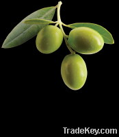 Hydroxytyrosol Extract from Spanish Olive Fruit