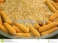 YELLOW CORN ANIMAL FEED