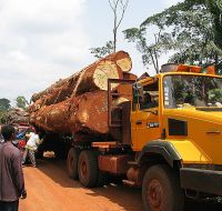 Bubinga African wood logs and timber