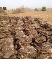 Whole Dried and wet salted Donkey Skin