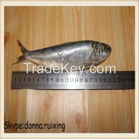 sardine fish(sardinella longiceps)whole round for bait