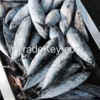 Frozen frigate tuna whole round auxis thazard wholesale