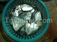 high quality seafrozen moon fish whole round for sale