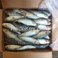 Frozen indian oil sardine Whole round for market