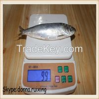canned fish frozen sardine in good price from Chinese supplier