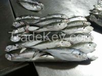 Frozen hardtail scad horse mackerel megalaspis cordyla whole round for market